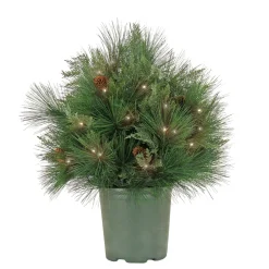 Outlet National Tree Company 26 in. Pre-Lit HGTV Home Collection Black Tie Planter Filler